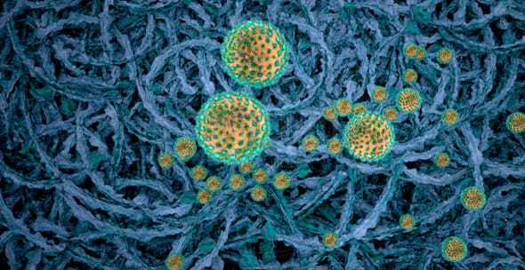 cells