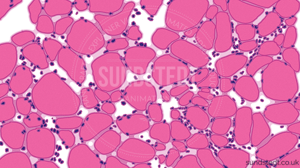 before-illustration-milo-biotech-Sundstedt-Animation