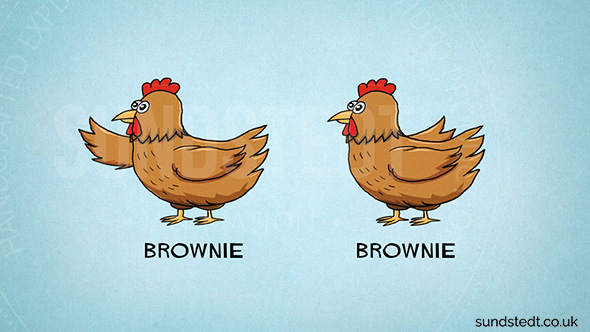 dumfries-galloway-animation-sketch-character-chicken-colored